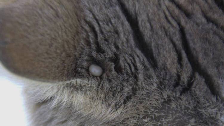 Как удалить клеща на ухе у кота